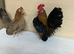 Pair of Serema bantams