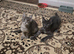 Maine coon kittens