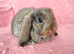 Mini lop baby rabbits for sale
