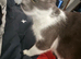 Stunning ragdoll x long haired domestic lovely brown colours