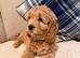 Sweet mini Goldendoodle