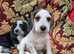 Stunning working cocker pups ready now