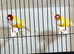 Stunning yellow Gouldians