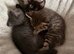 5 gorgeous grey kittens