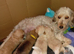 Cockapoo Females   ️( Cockapoo x Jack Russell Ready NOW