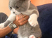 Top pedigree British shorthair kittens ready now