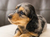 Stunning Silver Dapple Dachshunds