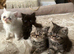 Exotic Persians