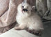 2 Beautiful Purebred Ragdoll Kittens for Sale