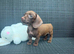 Miniature dachshund