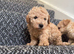 2 pups