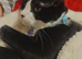Tuxedo male Kitten