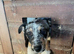 Border collie cross kelpie
