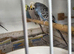 Budgies
