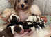 Adorable Tea cup Biro Boys Yorkshire terrier