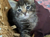 Absolutely beautiful kittens ready now for furever homes!