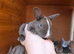 Gorgeous vm Mini Rex babies