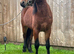 11hh show pony gelding