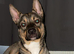 8 Beautiful puppies ready for their new homes