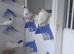 Fancy pigeons for sale