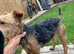 Lakeland terrier