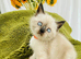 Super friendly Himalayan kittens ready for new homes