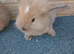 Lop lionheads