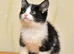 Kitten