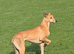 Lurcher puppies