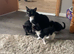 Kittens for sale