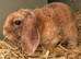 Mini Plush Lops. Hypoallergenic fur.