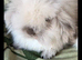 Mini lion lop seal point girl