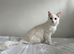 Turkish angora