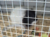 Two male Guinea pigs