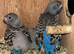 Blackface budgies