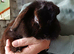 Holland lop rabbits