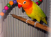 DILUTE FISCHER LOVEBIRD TAME WITH DNA