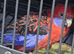 Proven pair Rosellas