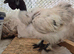 Silkie hatching eggs many colours to choose from