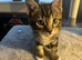 2x tabby kittens 14 weeks old
