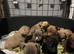 Staff cross micro pocket bully pups