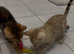 Lovely 5 Generation Pedigree Bengal kittens