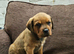 Cane corso x rottwieller pup