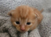 Kittens for sale