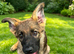 Working line pup