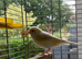 Canary and cage full set up
