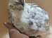 Coturnix Quail hatching eggs & live birds
