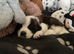 Gorgeous Saint Bernard puppies looking for homes