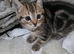 5 kittens on sale &pound;100 each