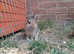Bunnies for sale